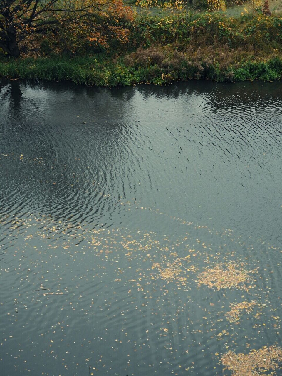 TREES IN WATER