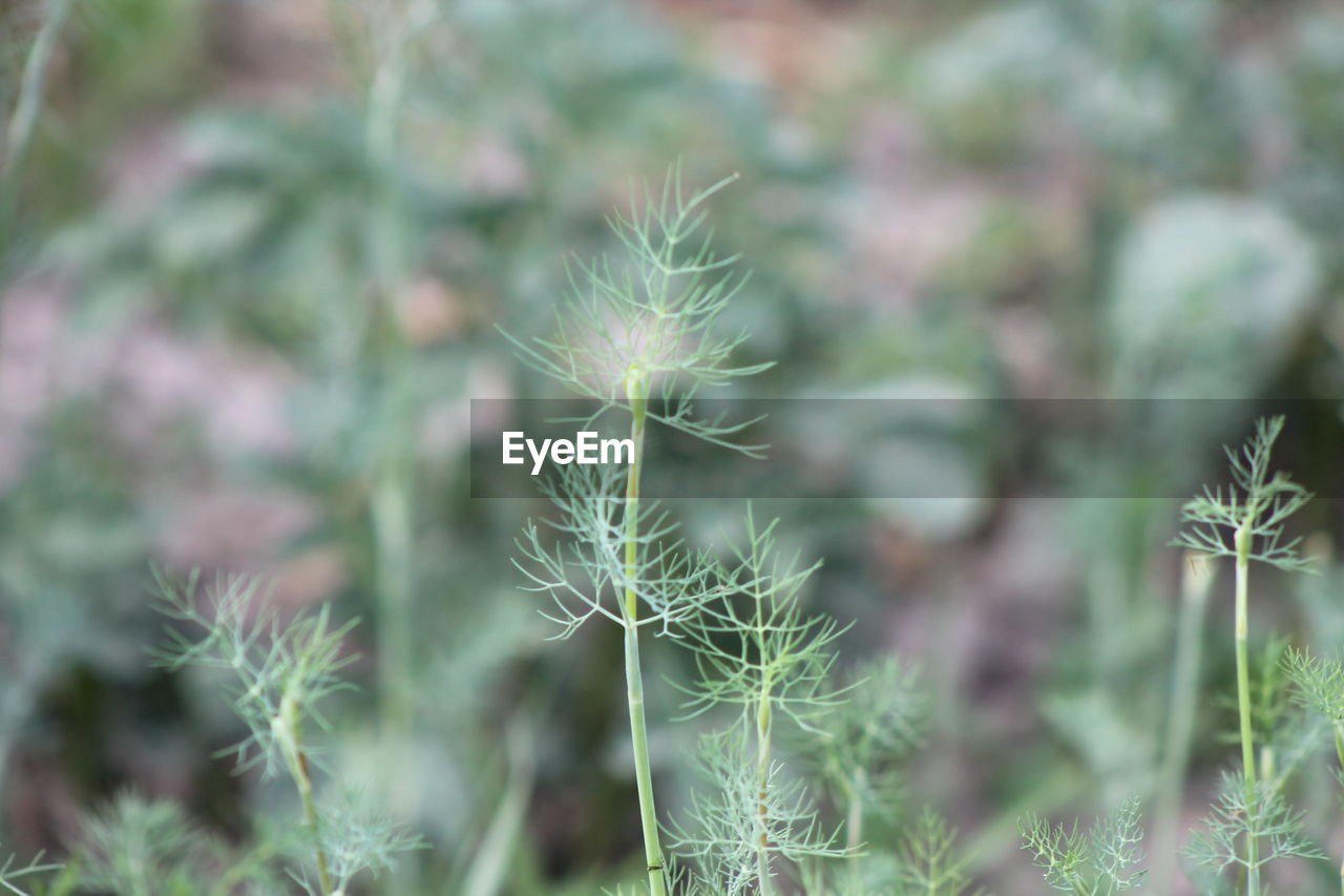 plant, growth, nature, beauty in nature, flower, no people, close-up, grass, focus on foreground, green, freshness, prairie, day, flowering plant, fragility, outdoors, land, environment, selective focus, social issues, thorn, thistle, botany, succulent plant, wildflower, tranquility, leaf, plant part, cactus, field