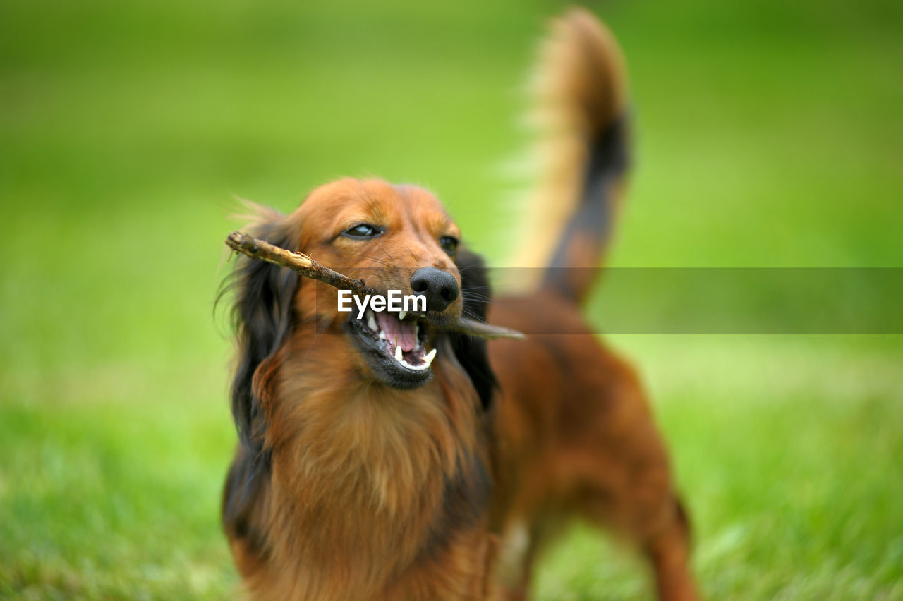 CLOSE-UP OF DOG ON GRASS