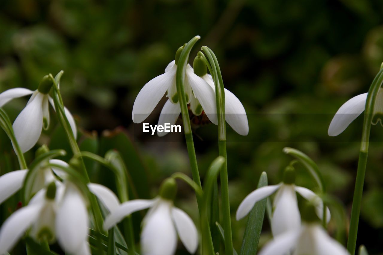 Close-up of snowdrops blooming outdoors