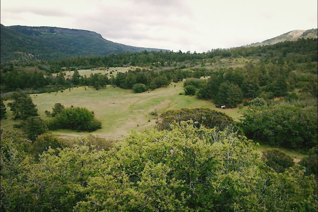 View of green landscape