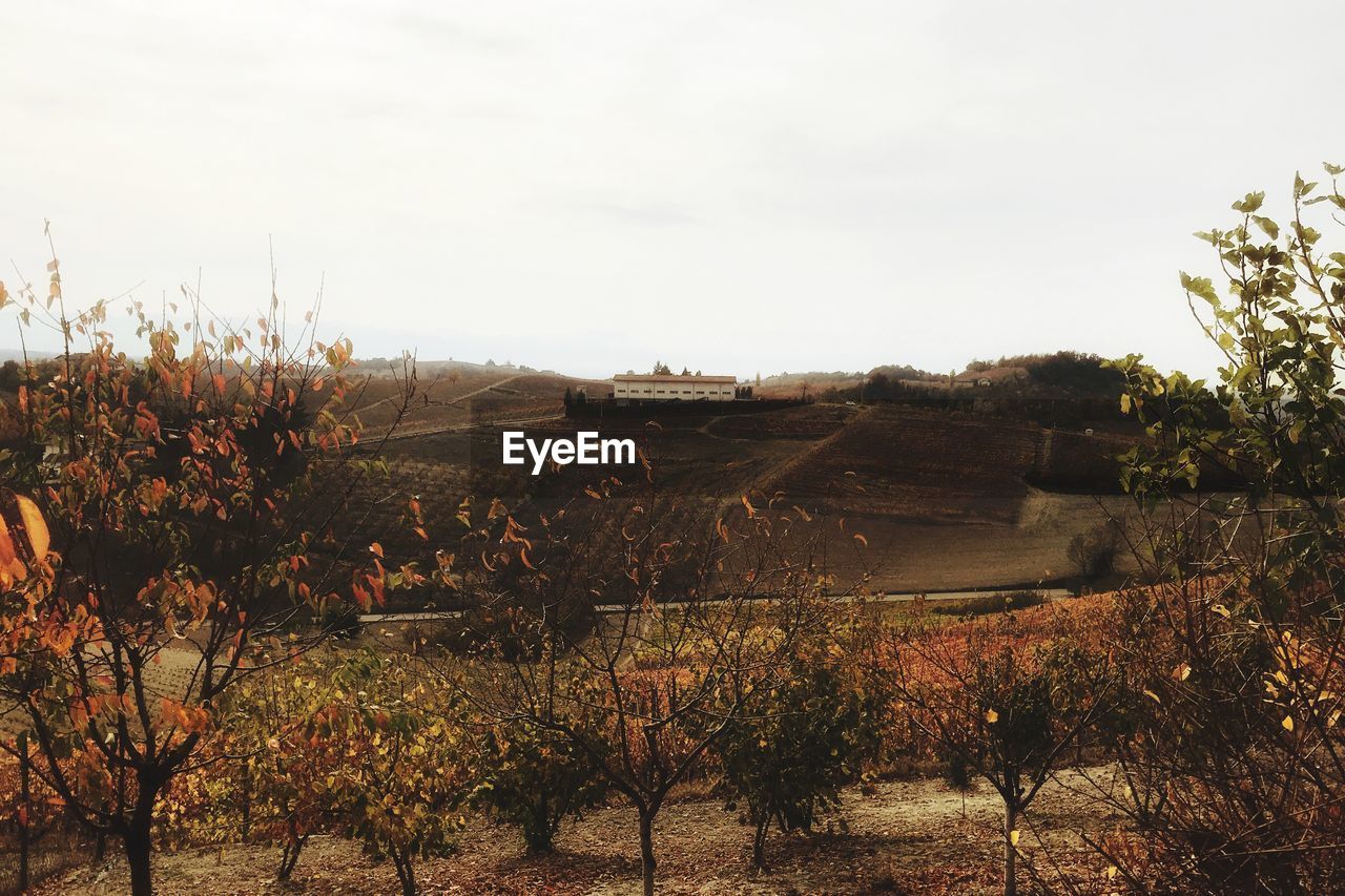 VIEW OF FIELD AGAINST SKY