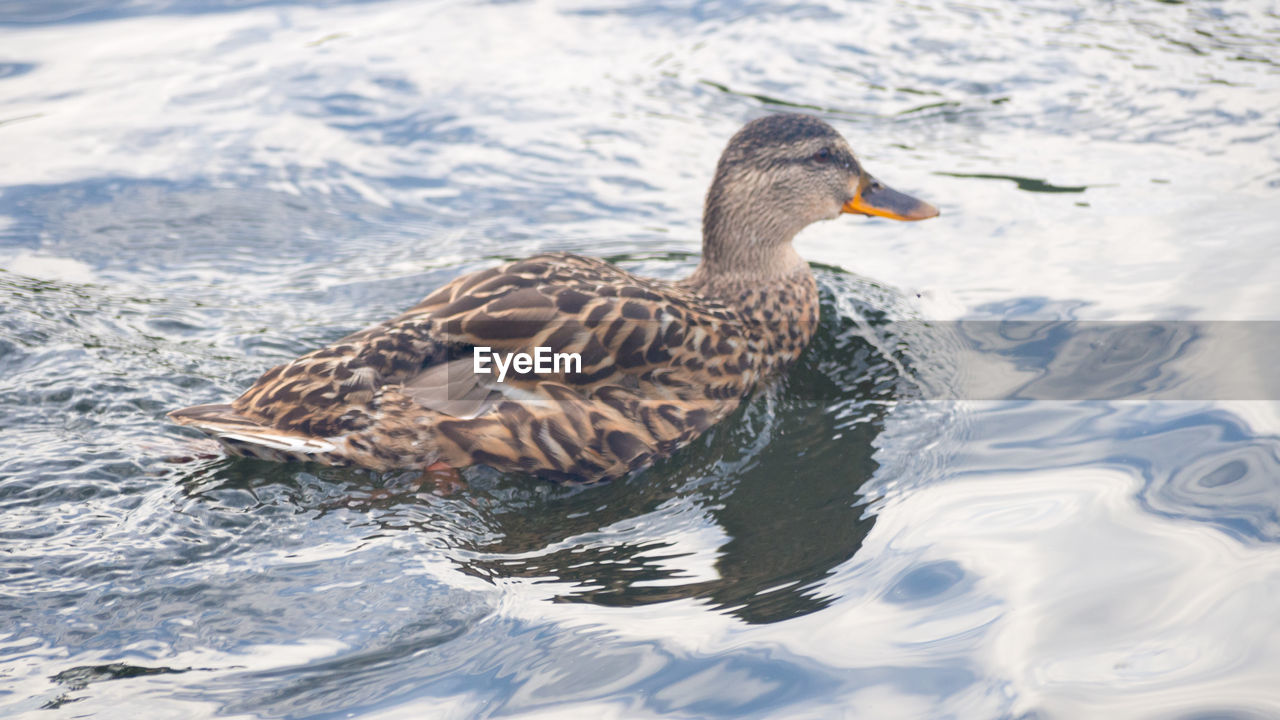 HIGH ANGLE VIEW OF MALLARD DUCK ON LAKE