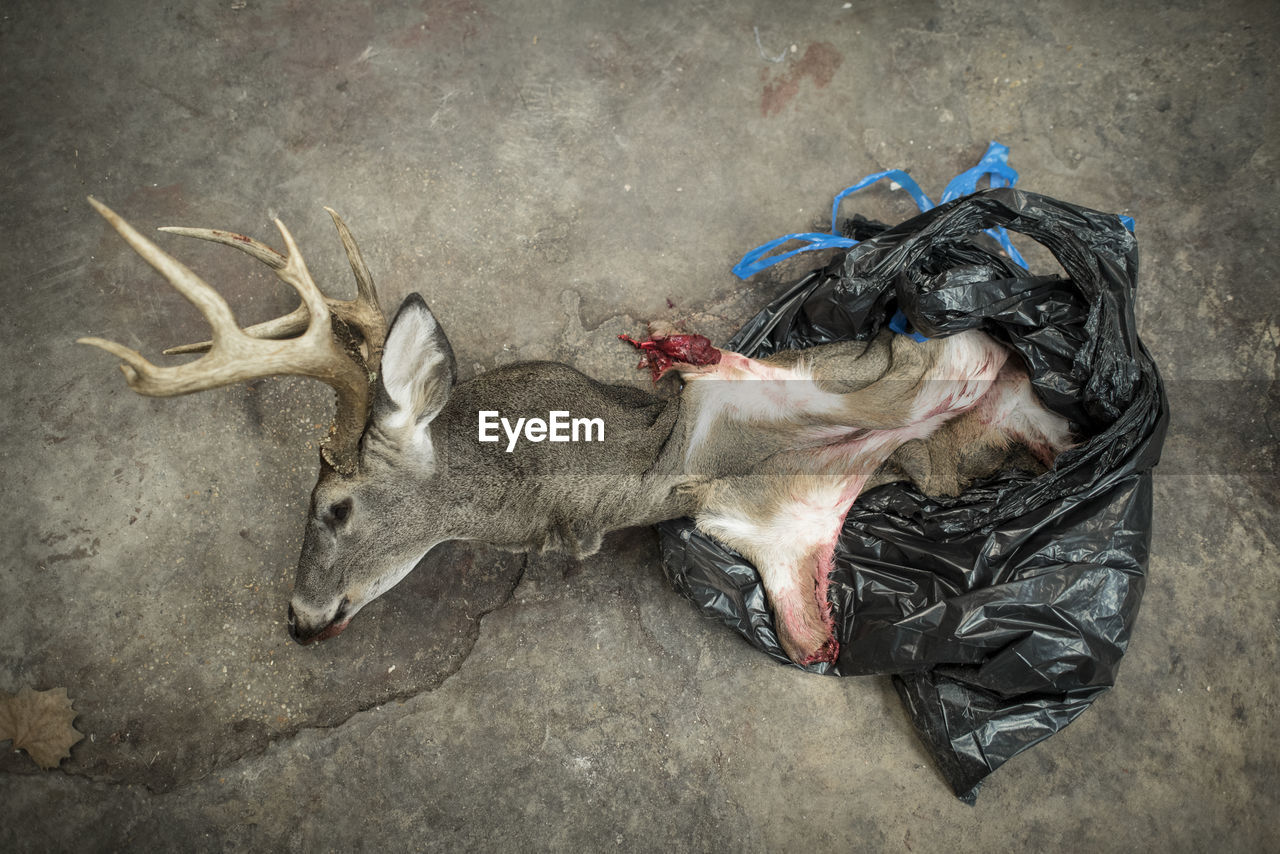 The bust of a dead deer coming out of a plastic bag.