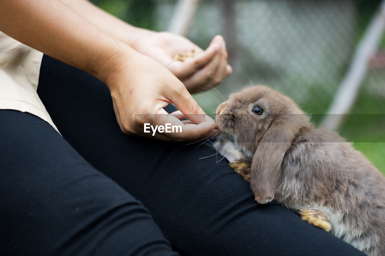 Cute rabbit eating pellet food from owner woman hand. hungry rabbit eating food in the meadow. 