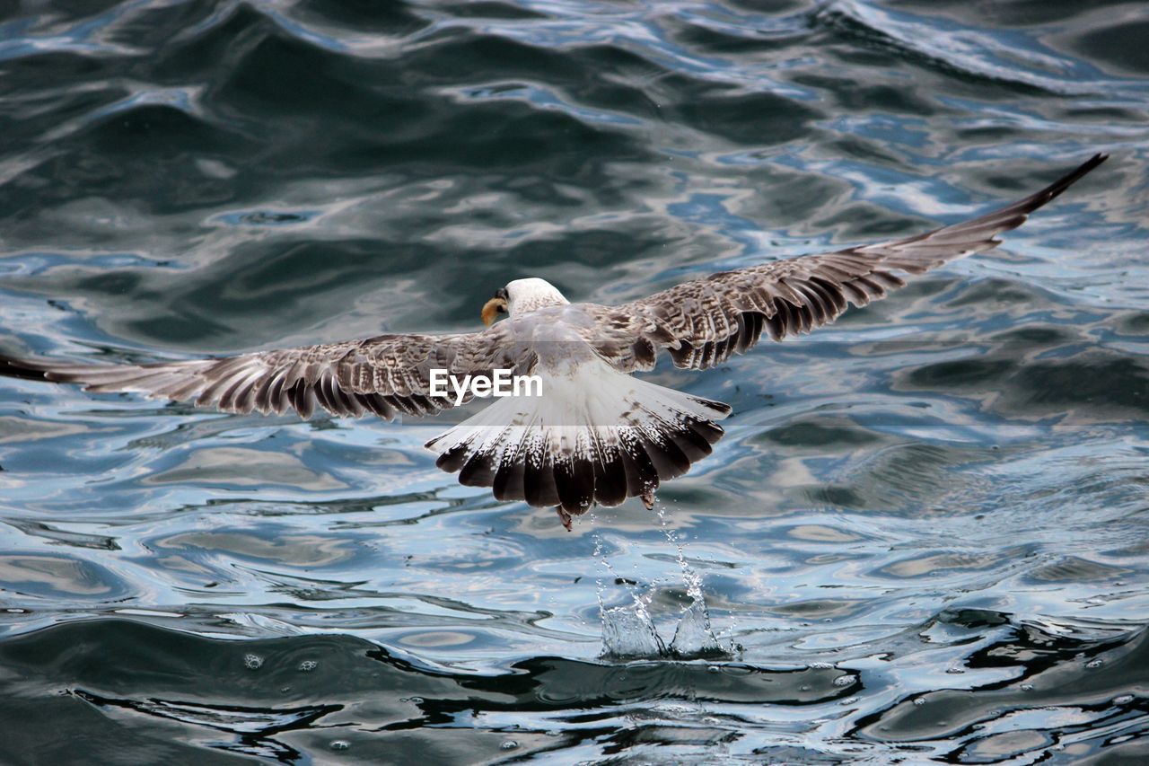 Rear view of eagle flying over rippled water