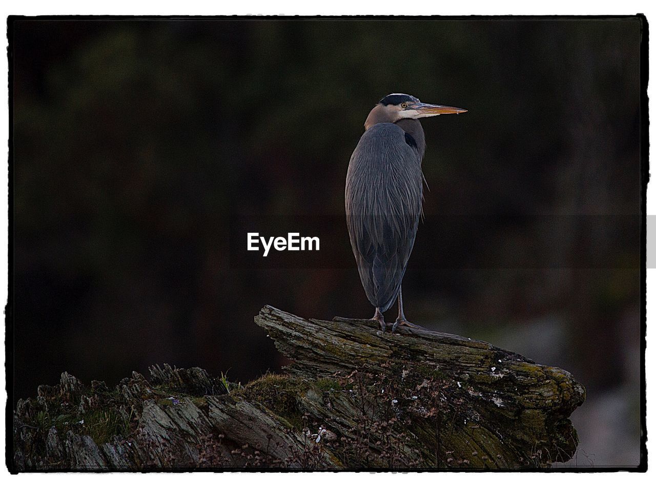 CLOSE-UP OF GRAY HERON PERCHING ON LEAF OUTDOORS