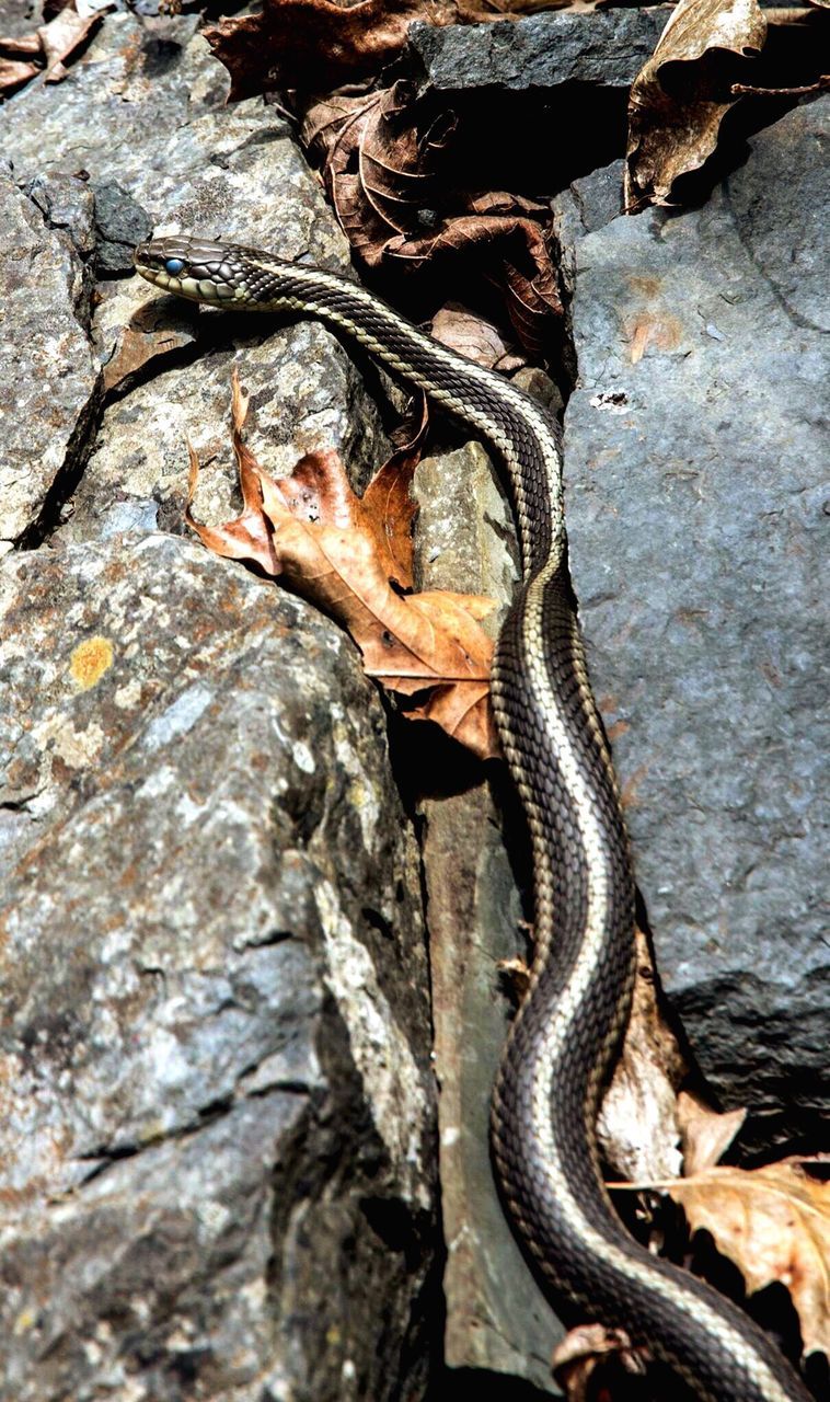 CLOSE-UP OF CRAB ON TREE TRUNK