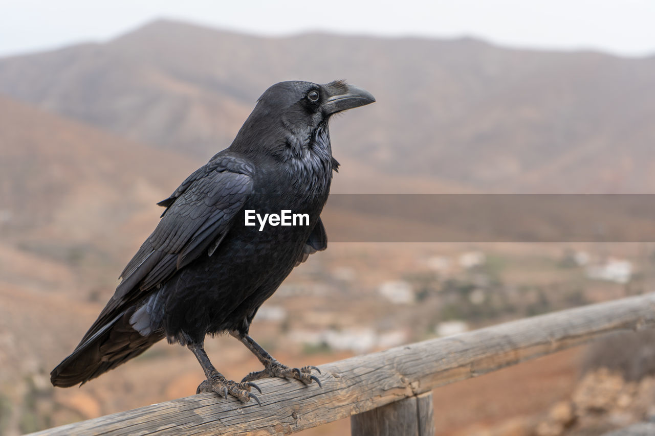 Close-up of crow perching on railing