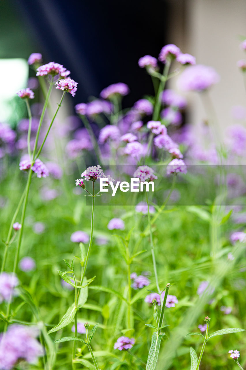 flower, plant, flowering plant, beauty in nature, freshness, nature, purple, fragility, growth, grass, summer, close-up, meadow, no people, macro photography, field, selective focus, green, outdoors, herb, wildflower, springtime, food, land, flower head, plain, front or back yard, pink, focus on foreground, environment, animal themes, flowerbed, garden, animal wildlife, animal, botany, ornamental garden, blossom, day, medicine, inflorescence, food and drink