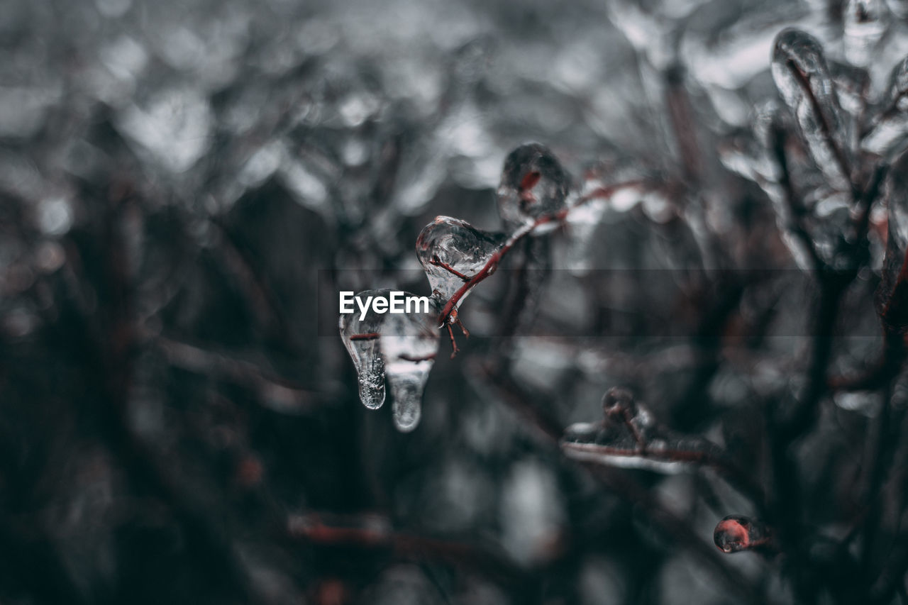 Close-up of frozen water drops  on tree