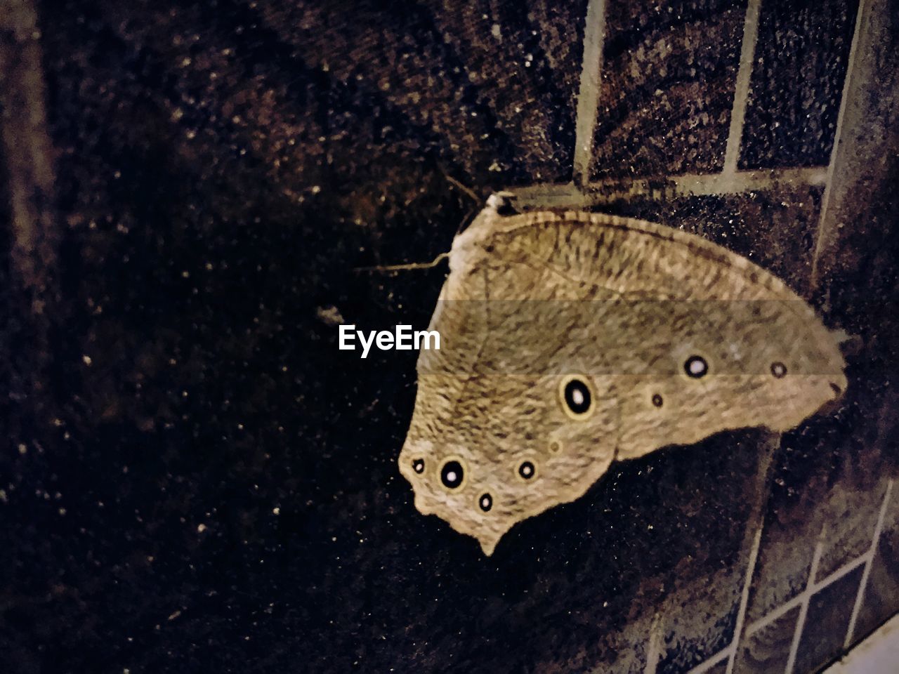 HIGH ANGLE VIEW OF BUTTERFLY ON ROCK