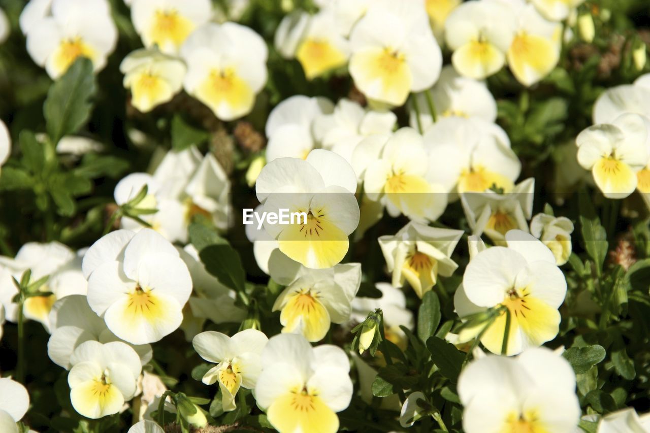 High angle view of white pansies blooming outdoors