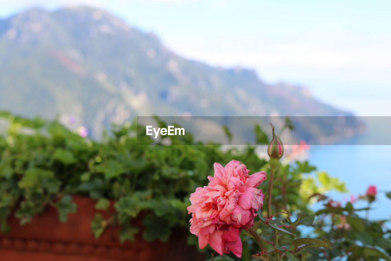 Close-up of flowers blooming against sky