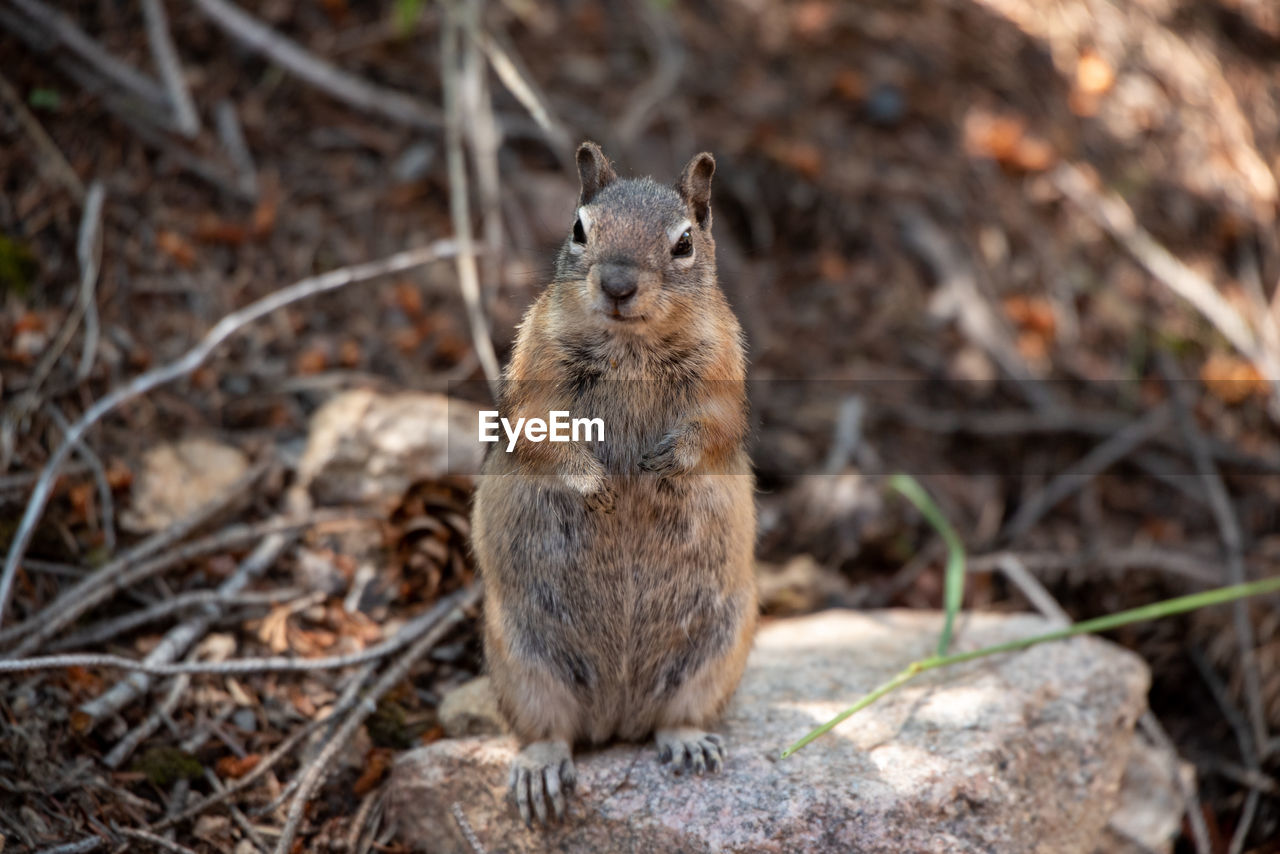 Portrait of chipmunk on land