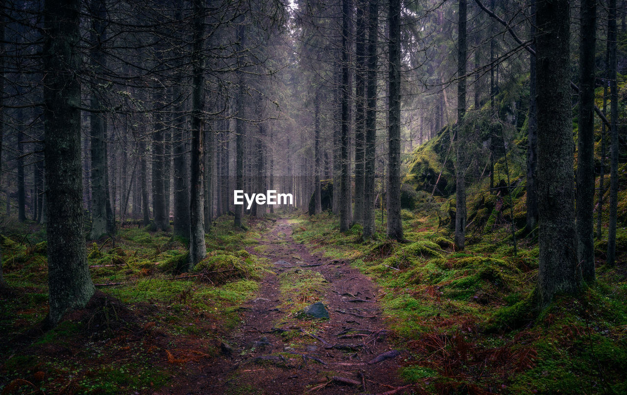 Dark and gloomy forest with idylliv path and cafe mood