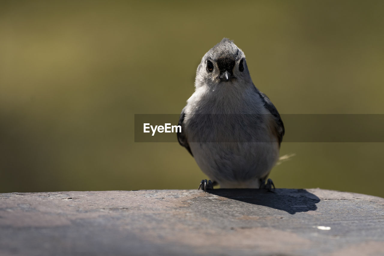 A tufted titmouse foraging for food on a picnic table. baeolophus bicolor