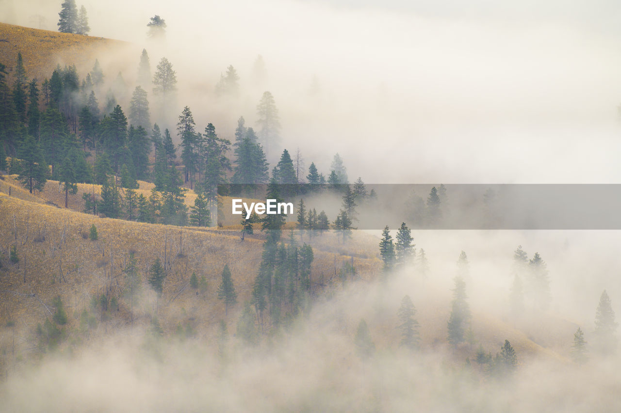 Foggy mountain trees with clouds rolling through