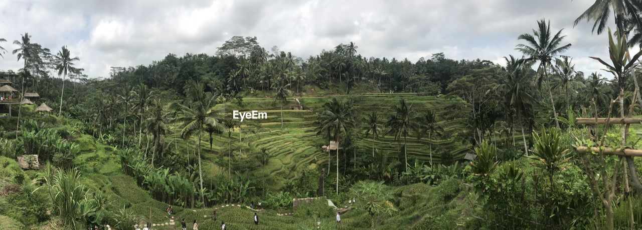 PANORAMIC SHOT OF AGRICULTURAL LAND AGAINST SKY