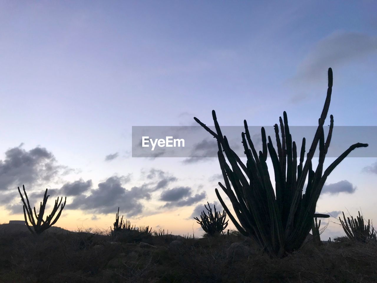 CLOSE-UP OF CACTUS PLANTS AGAINST SKY