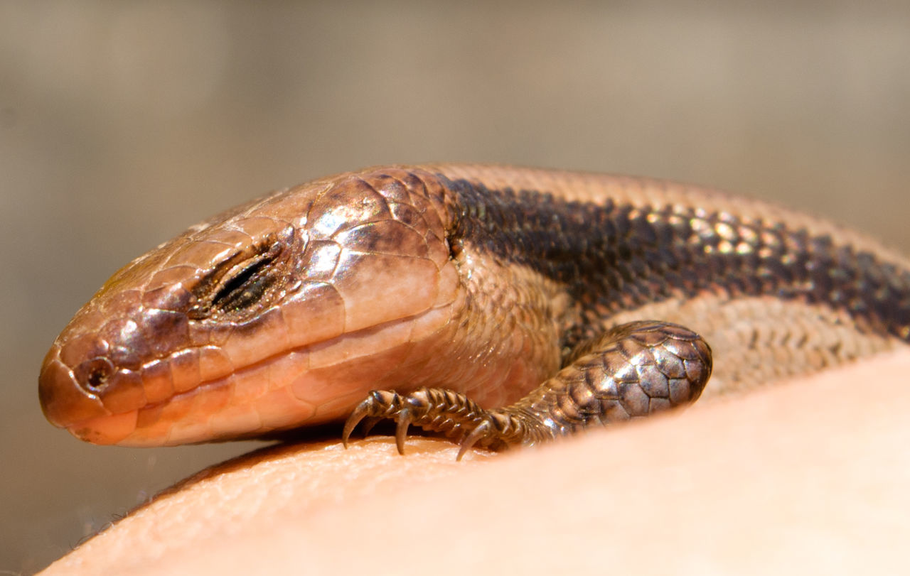 Close-up of snake-eyed skink on skin