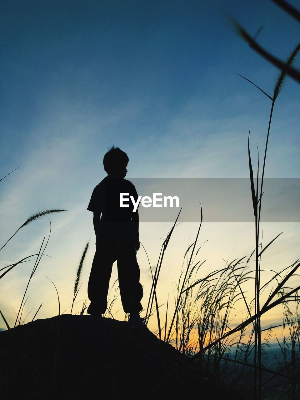 Rear view of silhouette boy standing on rock by plants against sky during sunrise