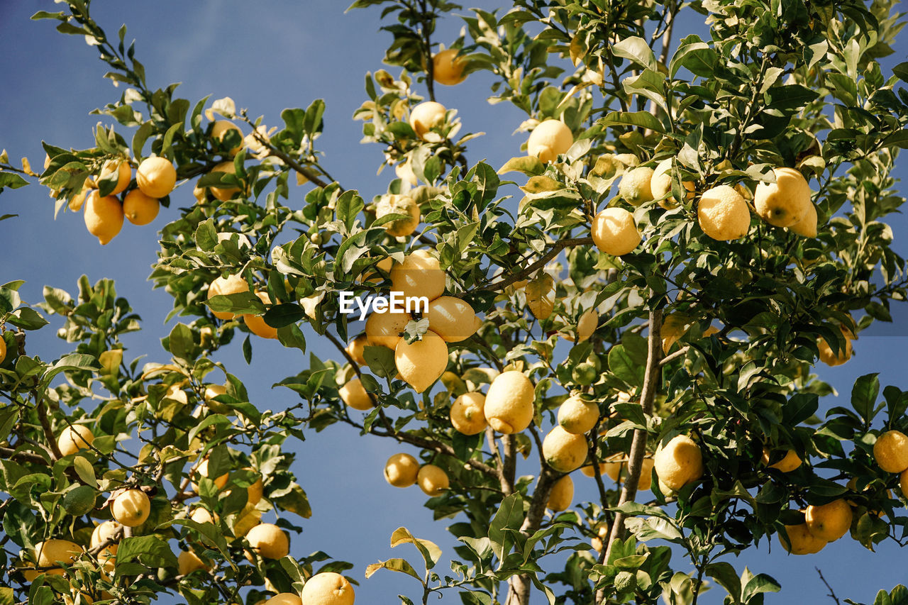 Low angle view of lemons growing on tree against sky
