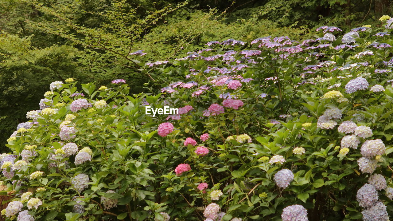 Pink flowering plants in park