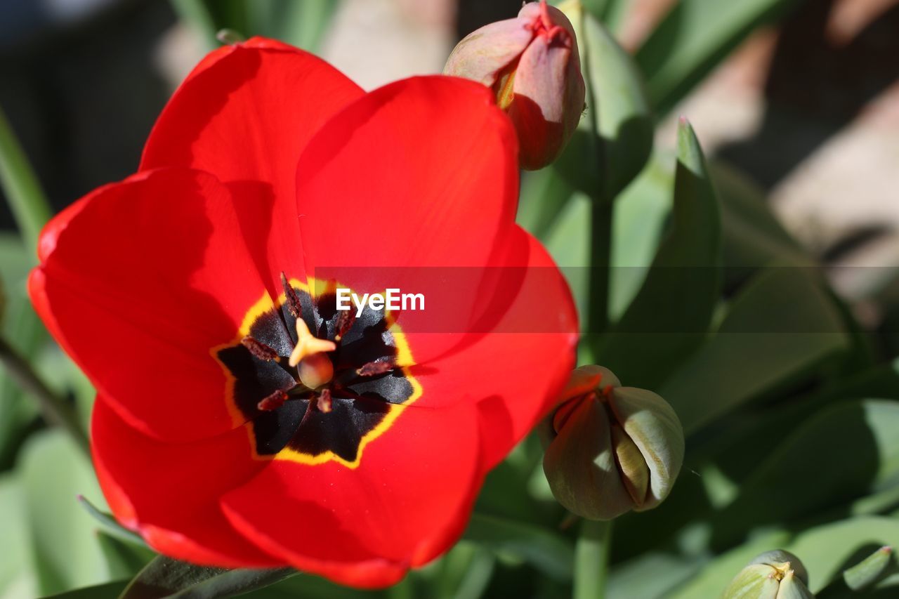 CLOSE-UP OF RED FLOWER