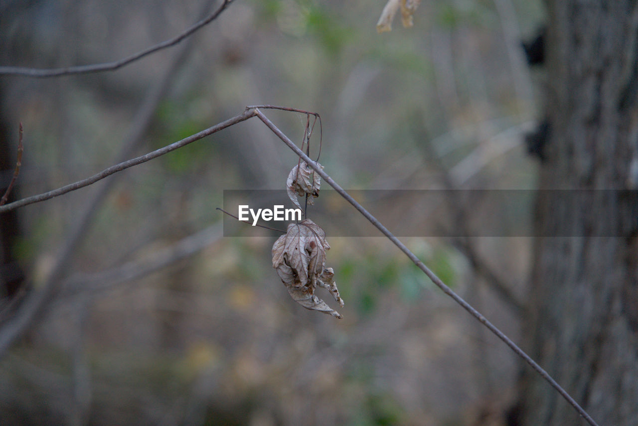 Dried out leaf hanging on