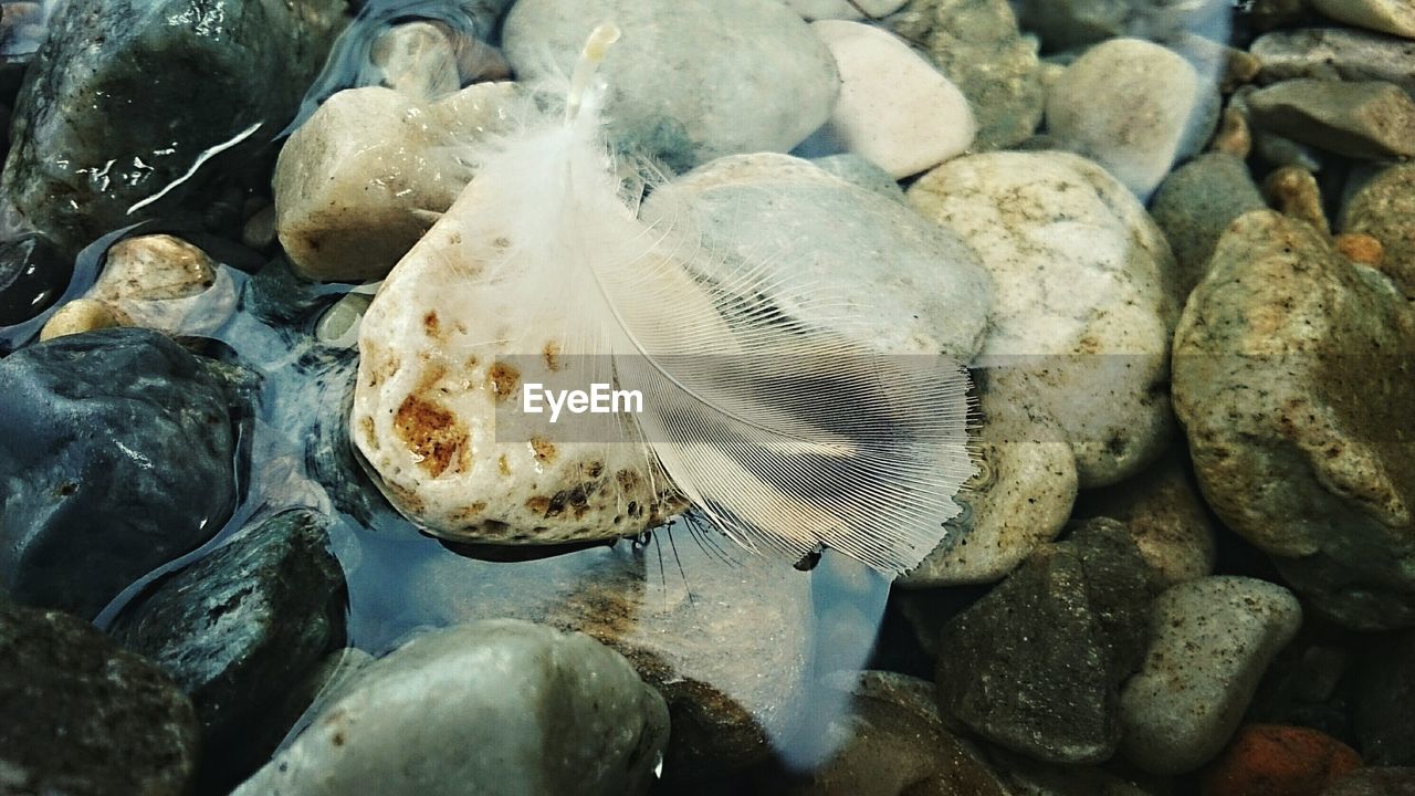 Close-up of feather on rocks