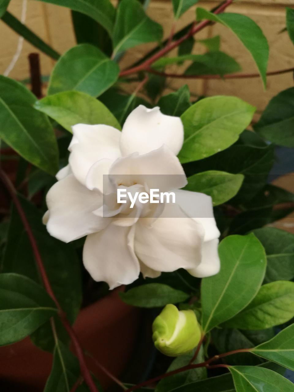 WHITE ROSES BLOOMING OUTDOORS