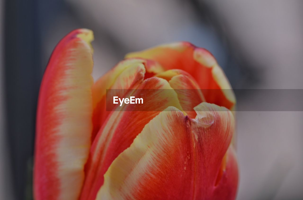 CLOSE-UP OF TULIPS