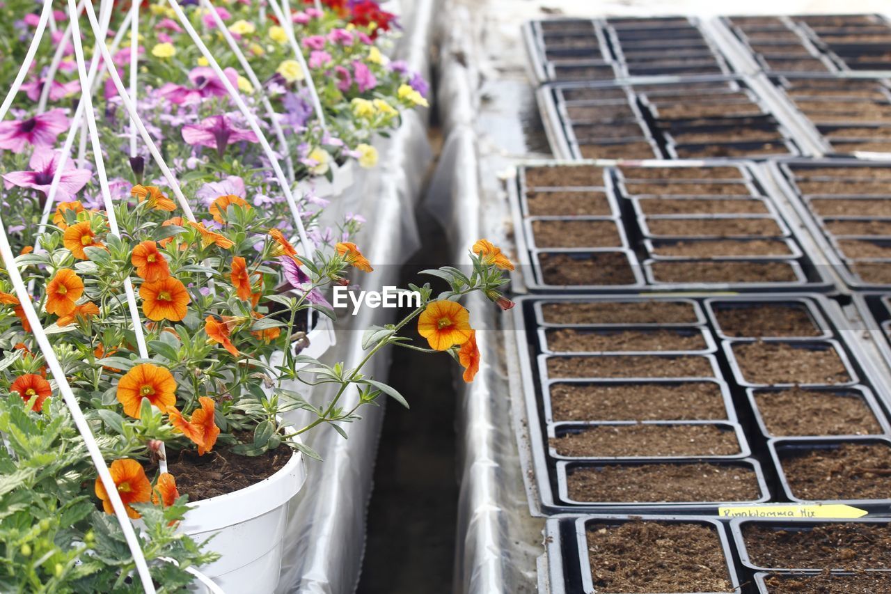 HIGH ANGLE VIEW OF POTTED PLANT