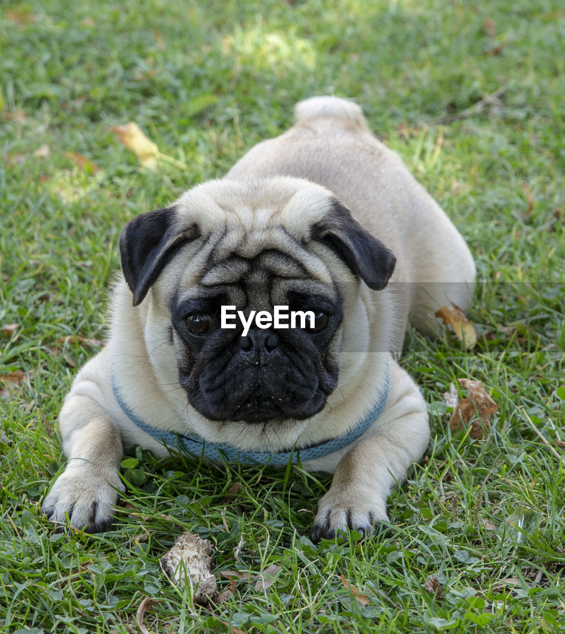PORTRAIT OF A DOG ON GRASS