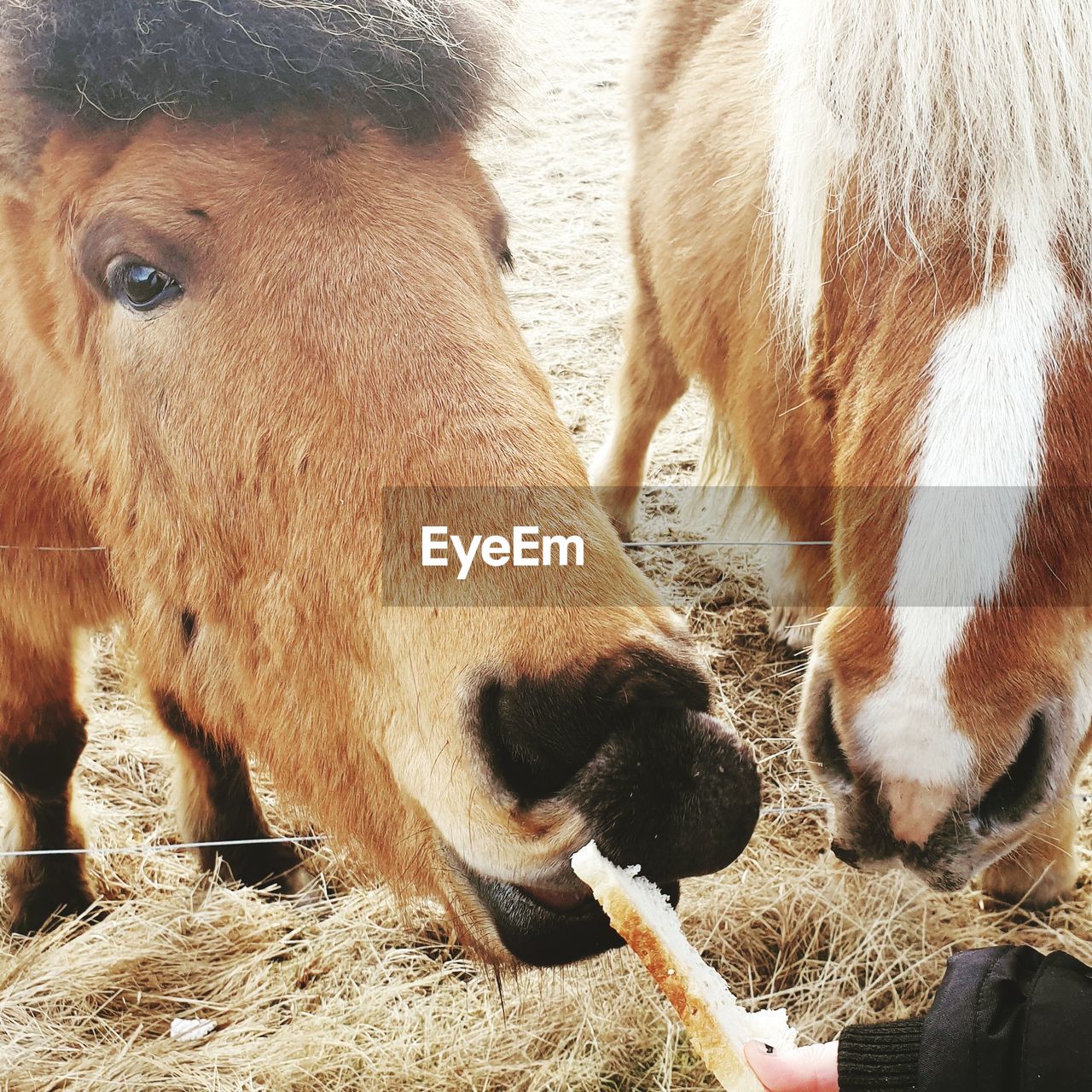 CLOSE-UP OF COW EATING IN FIELD