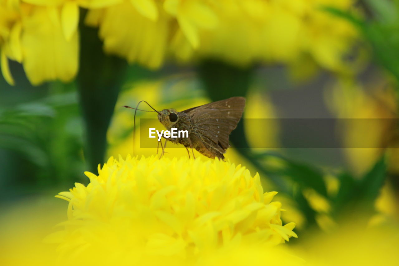 CLOSE-UP OF INSECT ON YELLOW FLOWER