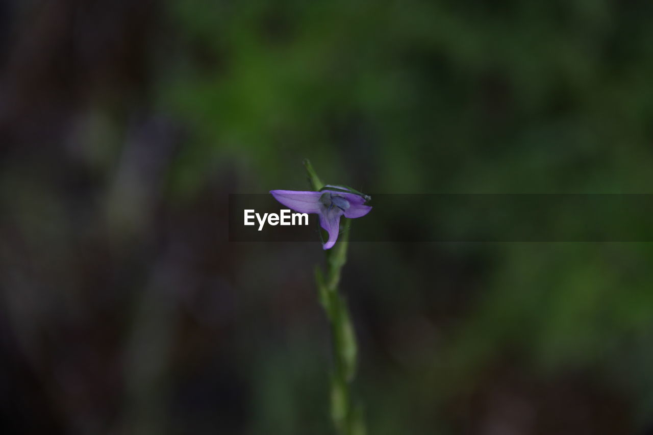 Close-up of purple flowering plant