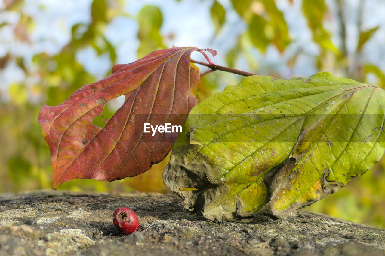 CLOSE-UP OF LEAF ON TREE
