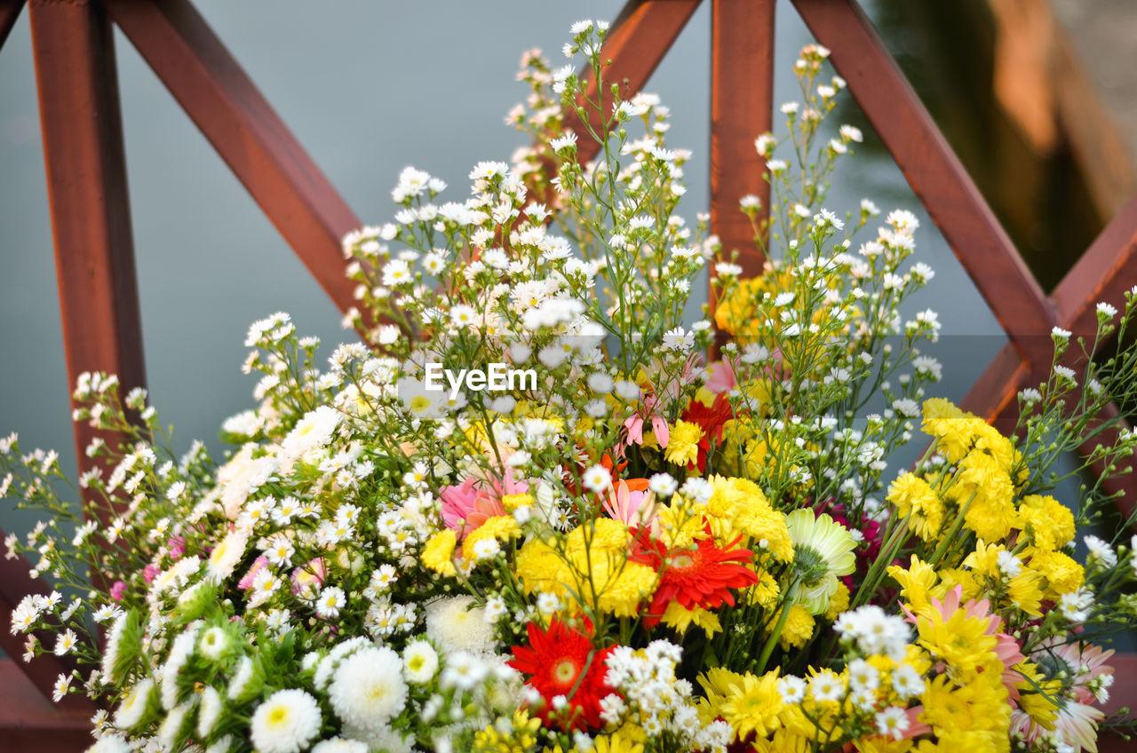 Low angle view of flowering plants