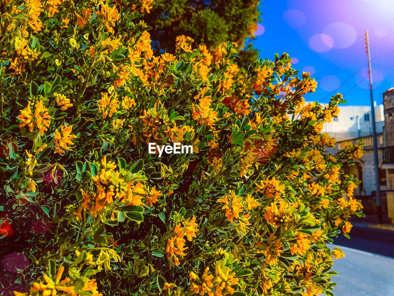 SCENIC VIEW OF ORANGE FLOWERING PLANT AGAINST SKY