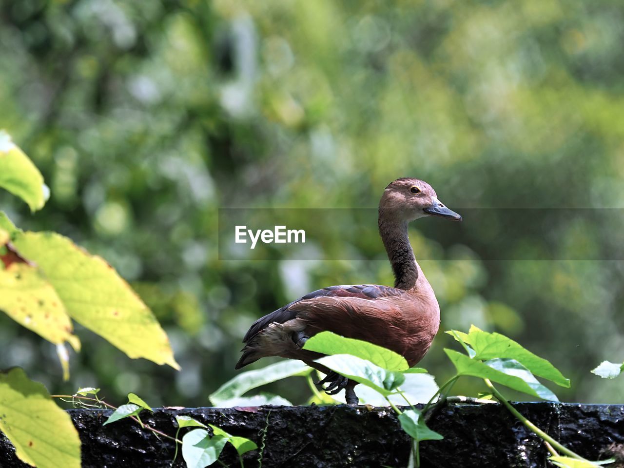 animal themes, animal, bird, animal wildlife, wildlife, nature, beak, green, one animal, leaf, plant part, plant, water bird, no people, duck, tree, ducks, geese and swans, outdoors, environment, beauty in nature, forest, animal body part, focus on foreground, day, perching, full length