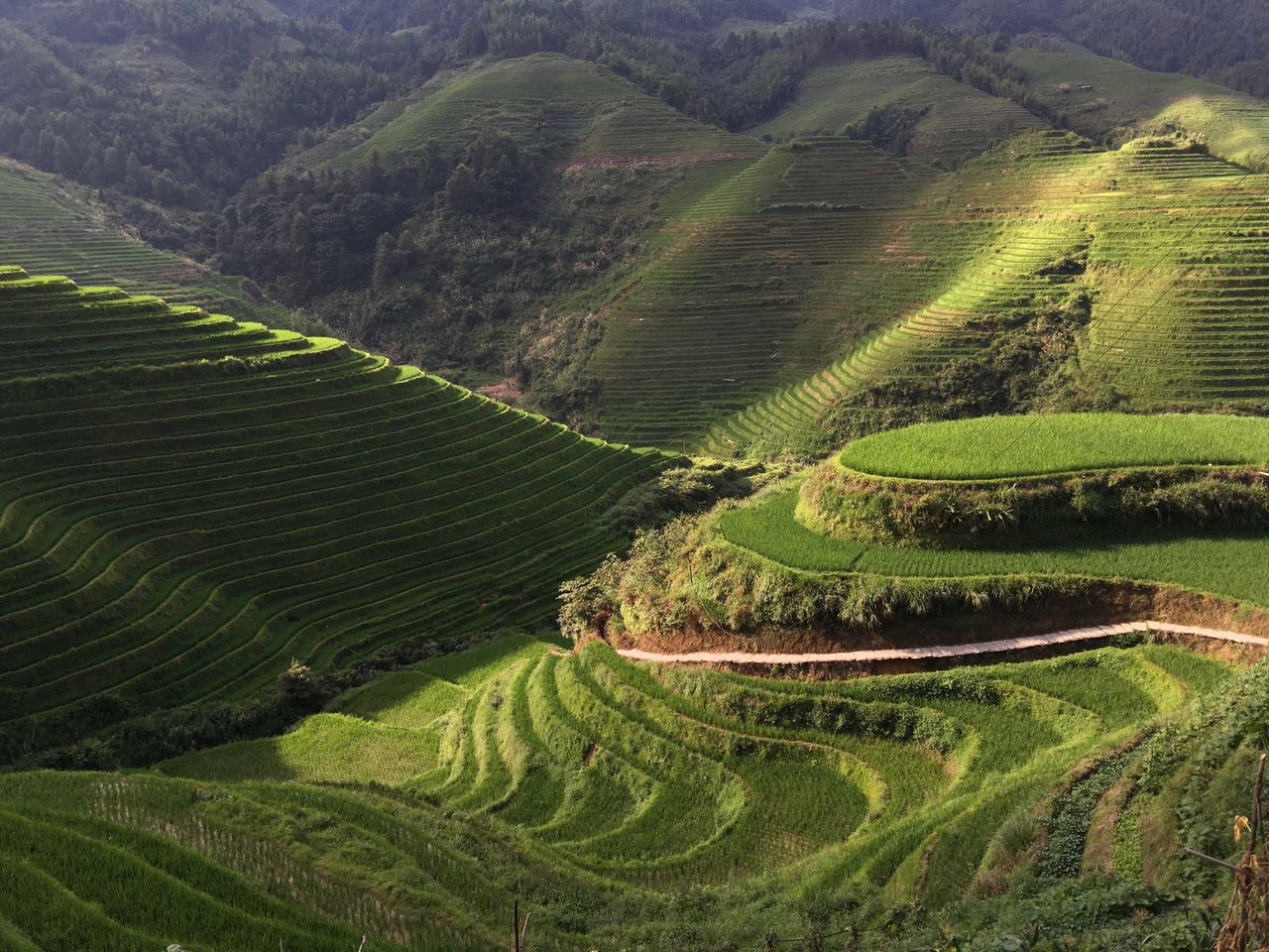 Full frame shot of agricultural field