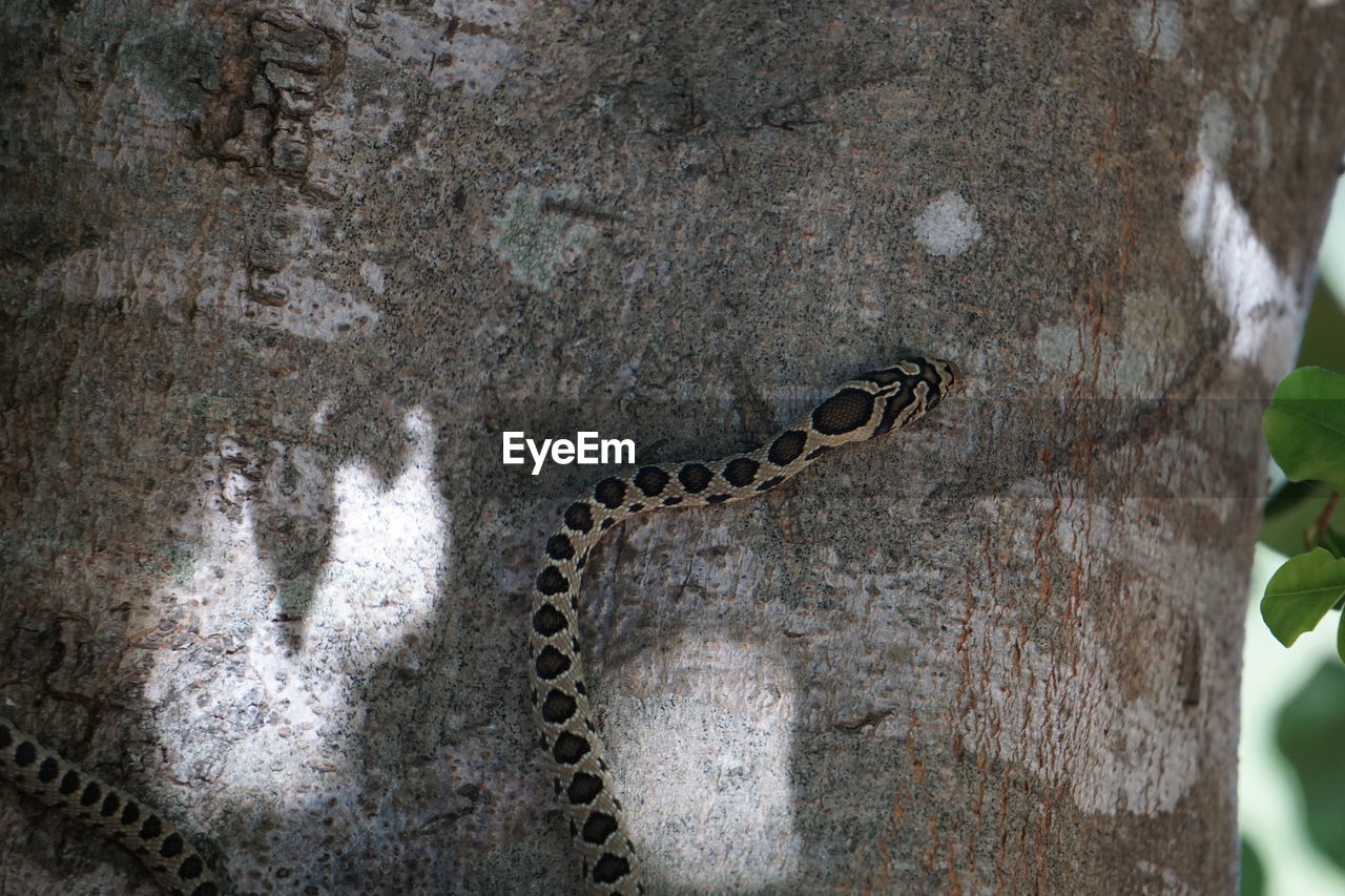 Close-up of snake on tree trunk 