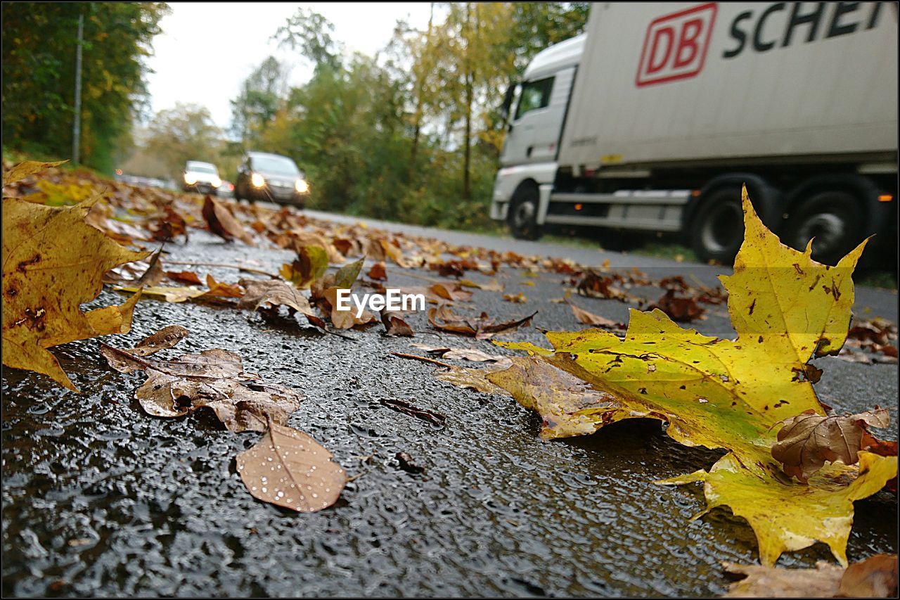 CLOSE-UP OF DRY AUTUMN LEAVES ON ROAD