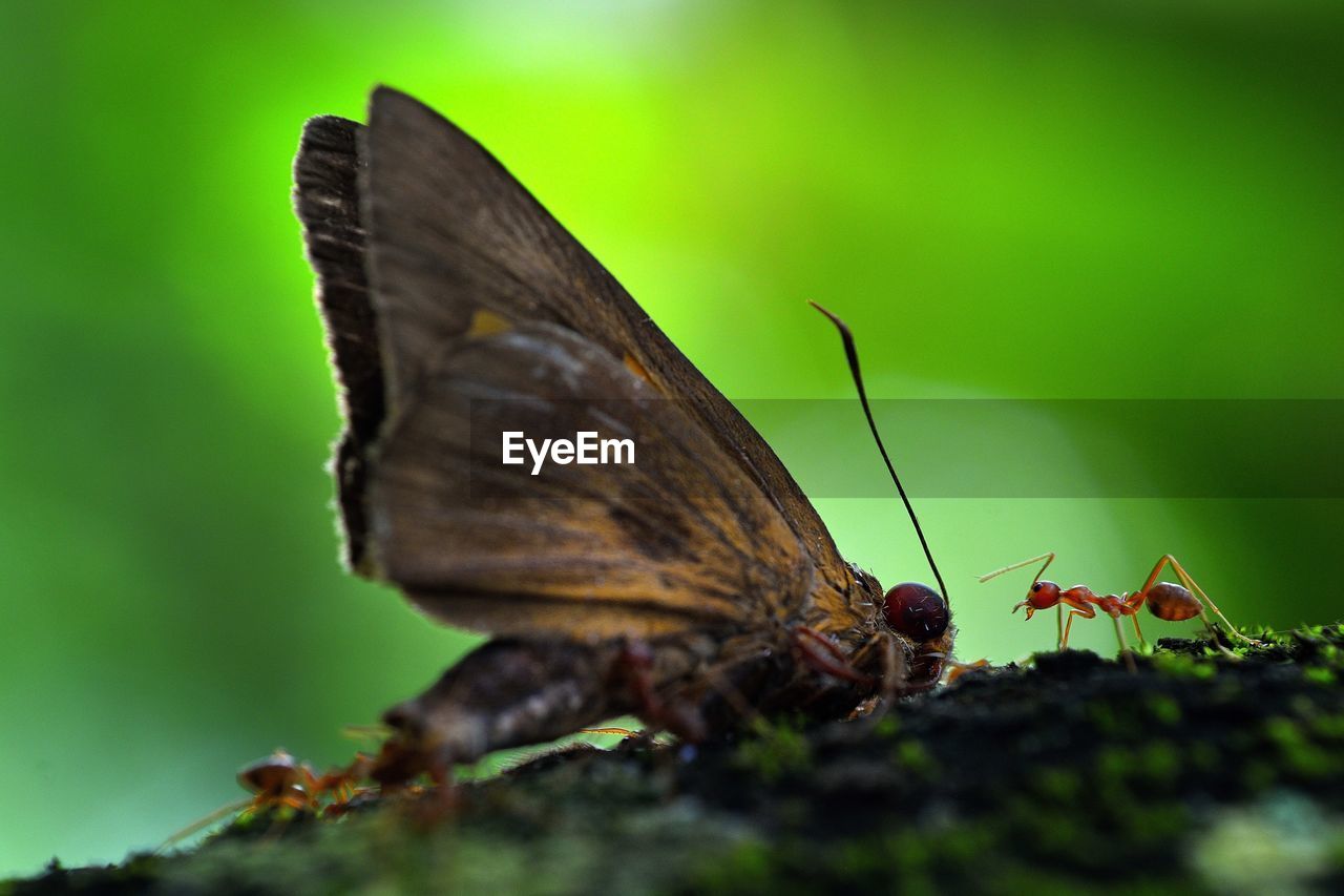 Close-up of butterfly and ant on tree trunk