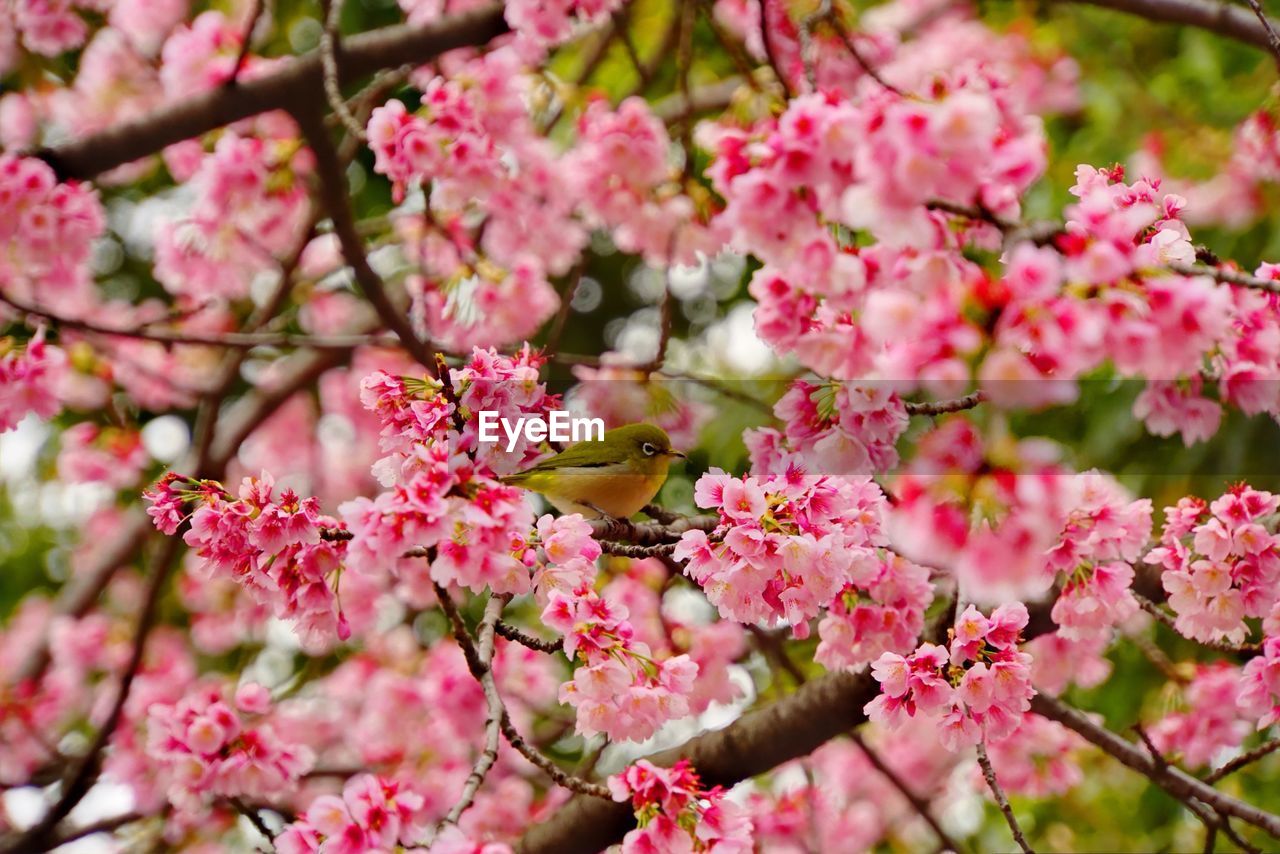 Bird perching on cherry blossoms