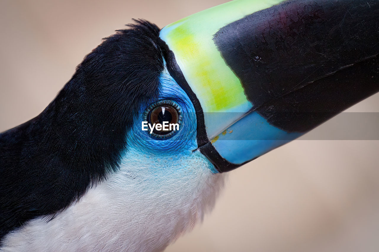 blue, animal themes, bird, animal, one animal, beak, close-up, animal wildlife, animal body part, wildlife, animal head, eye, green, multi colored, no people, toucan, animal eye, portrait, side view, profile view, macro photography, nature, black, extreme close-up