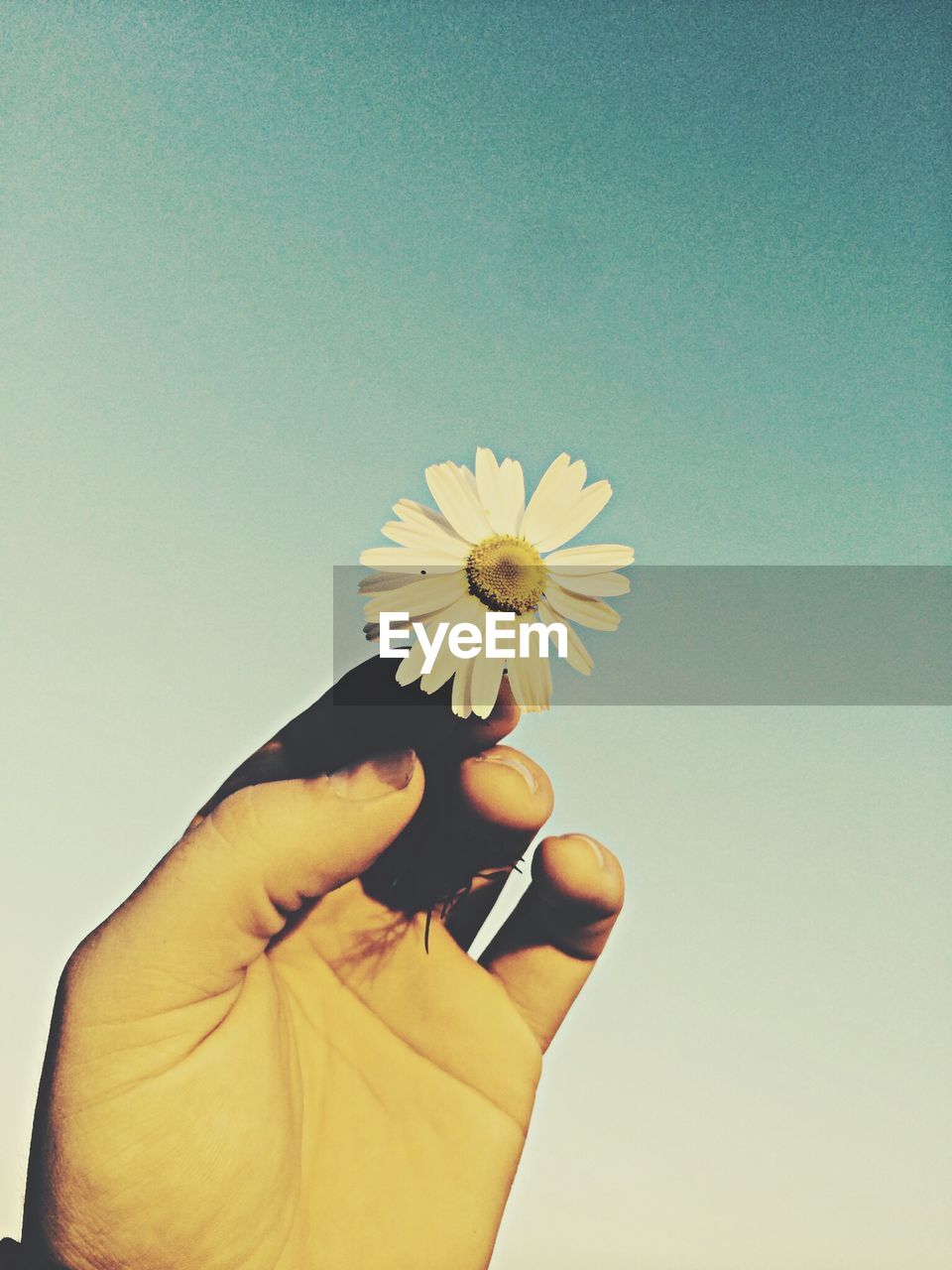 Cropped image of hand holding daisy against blue sky