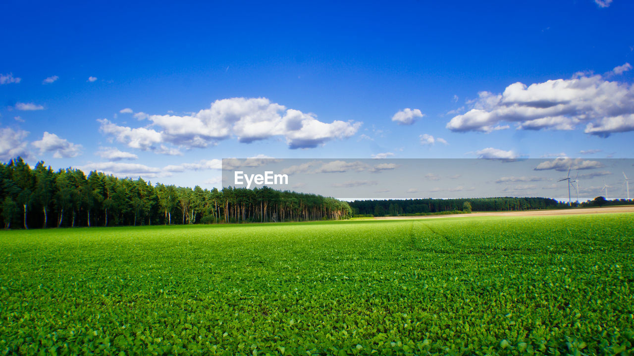 Scenic view of agricultural field against sky